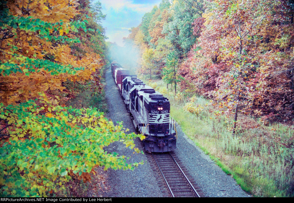 NS 5242 in fall colors